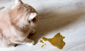 Puszysty kotek patrzy na żółtą plamę na podłodze, która wygląda jak **cestal**.