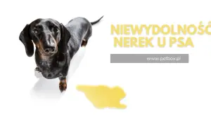 Smutny jamnik z plamą moczu na białym tle. Napis: "Niewydolność nerek u psa".