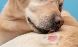 Pies liże zaczerwienioną, podrażnioną skórę, objaw **atopi**i.