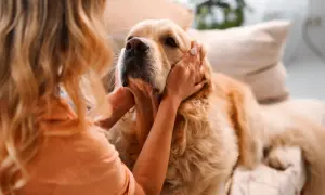 Blondynka głaszcze swojego psiego przyjaciela, złotego retrievera, który leży na kanapie.