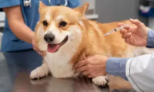 Weterynarz podaje zastrzyk corgi. Nawet jeśli szczepienie psa po terminie, lepiej to zrobić niż ryzykować.
