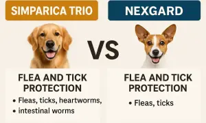 Porównanie Simparica Trio i Nexgard: tabletki na kleszcze dla psa. Simparica Trio chroni przed kleszczami, pchłami, nicieniami i robakami.