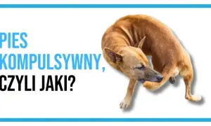 Pies kompulsywny, czyli jaki? Brązowy pies gryzie sobie łapę, co może być objawem OCD u psa.