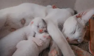 Śpiąca mama kotka z maleńkimi, białymi kociętami. To uroczy obrazek, który mógłby ilustrować "ciąża kotki tydzień po tygodniu".