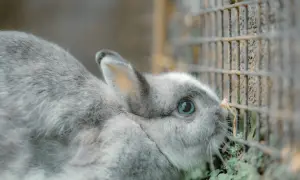 5 najczęstszych powodów dlaczego królik drapie w klatce i jak temu zaradzić