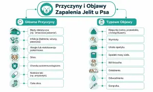 Schemat przedstawia przyczyny zapalenia jelit u psa: błędy dietetyczne, infekcje, alergie, stres, choroby autoimmunologiczne, leki, ciała obce. Objawy to biegunka, wymioty, utrata apetytu, spadek masy ciała, ból brzucha, osłabienie, odwodnienie, gorączka.