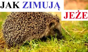 Czy jeże zimują? Odkryj, jak hibernacja wpływa na ich przetrwanie