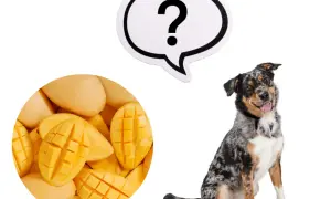 Mango dla psa: czy możesz karmić pupila tym owocem - poradnik opiekuna