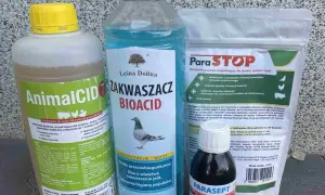 Kiedy odrobaczać gołębie: Skuteczne terminy i częstotliwość zabiegów