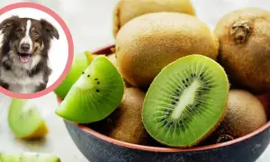 Czy pies może jeść kiwi: Ważne zasady bezpiecznego karmienia pupila