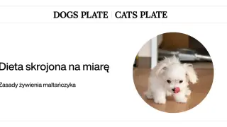 Uroczy maltańczyk z języczkiem na wierzchu. Dowiedz się, co może jeść maltańczyk oprócz karmy, aby jego dieta była zbilansowana.