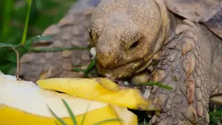 Żółw wodno-lądowy zajada się bananem, co jedzą żółwie wodno lądowe.