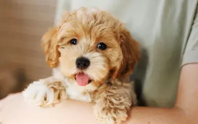 Uroczy szczeniak maltipoo, który wygląda na zdrowego i szczęśliwego, choć warto pamiętać o potencjalnych maltipoo chorobach.
