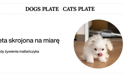 Uroczy maltańczyk z języczkiem na wierzchu. Dowiedz się, co może jeść maltańczyk oprócz karmy, aby jego dieta była zbilansowana.
