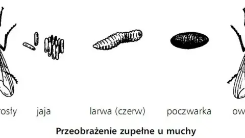 Jak rozmnażają się owady? Zaskakujące metody i strategie rozmnażania