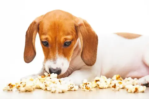 Czy pies może jeść popcorn? Poznaj bezpieczne zasady karmienia pupila