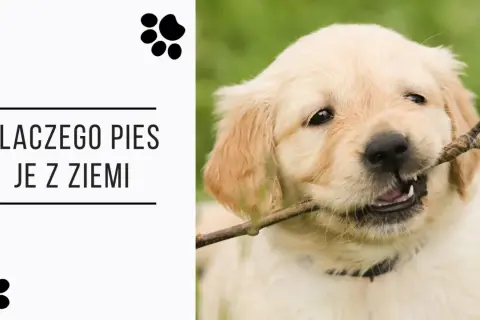 Uroczy szczeniak golden retriever gryzie patyk. Tekst pyta: "Dlaczego pies je z ziemi?".