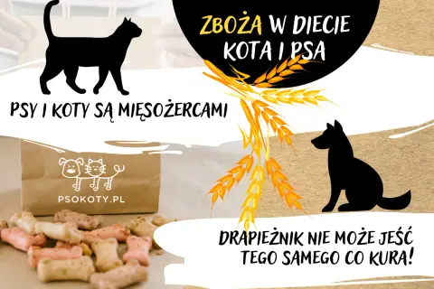Czy koty mogą jeść zboża? Fakty, które mogą Cię zaskoczyć