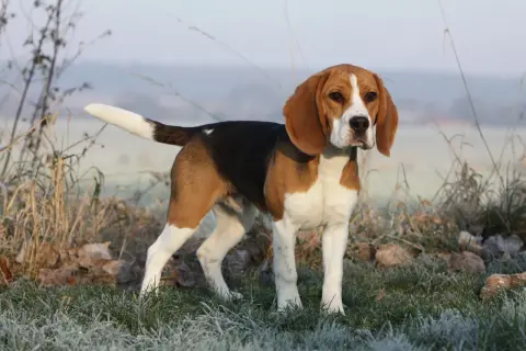 Dorosły beagle w trójkolorowym umaszczeniu stoi na mroźnej trawie.