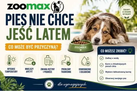 Pies nie chce jeść latem? Wysokie temperatury, mniejszy apetyt, problemy trawienne to możliwe przyczyny. Zadbaj o wodę i lekkostrawną karmę.