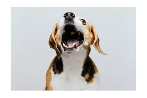 Pies beagle z otwartym pyskiem, jakby krzyczał. Może to sygnał, że czas nauczyć go, jak oduczyć psa szczekania.