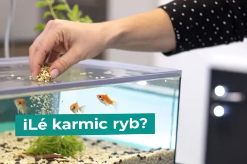Dłoń wsypuje pokarm do akwarium, gdzie pływają złote rybki. Dowiedz się, co jedzą ryby, aby były zdrowe i szczęśliwe.