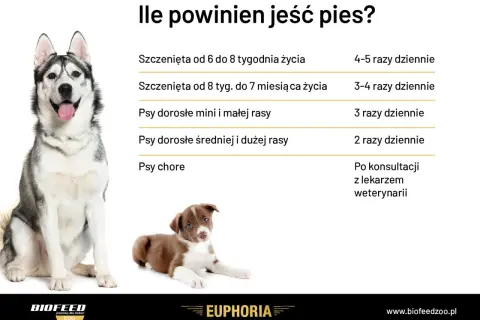 Ile razy dziennie powinien jeść pies? Tabela podpowiada: szczenięta 4-5 razy, dorosłe psy 2-3 razy, chore po konsultacji z weterynarzem.