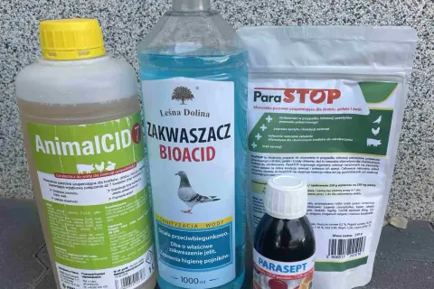 Skuteczne sposoby czym odrobaczać gołębie: praktyczny poradnik hodowcy