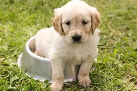 Ile waży szczeniak golden retriever? Poznaj kluczowe informacje o wzroście