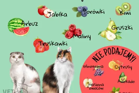 Które warzywa mogą jeść koty: lista bezpiecznych i szkodliwych produktów