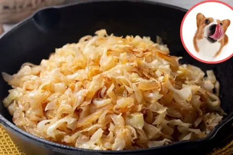 Czy pies może jeść kapustę? Poznaj bezpieczne porcje i formy podawania