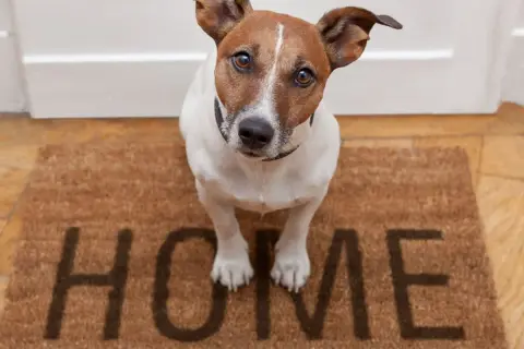 Mały piesek czeka przy drzwiach na swoją rodzinę zastępczą. Na wycieraczce napis "HOME".