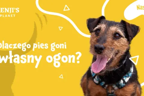 Dlaczego szczeniak gryzie ogon? Odkryj powody i rozwiązania