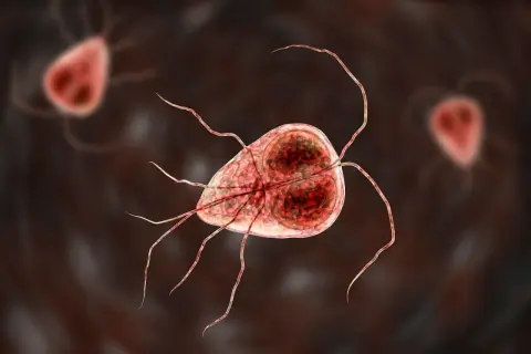 Trofazoity Giardia lamblia, pasożyty jelitowe. Skuteczne lamblia leczenie jest kluczowe dla zdrowia.