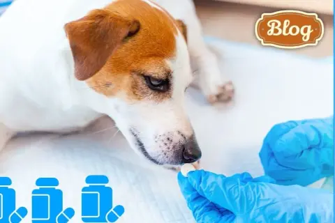 Najskuteczniejsze preparaty na odrobaczanie: bezpieczne sposoby dla zwierząt