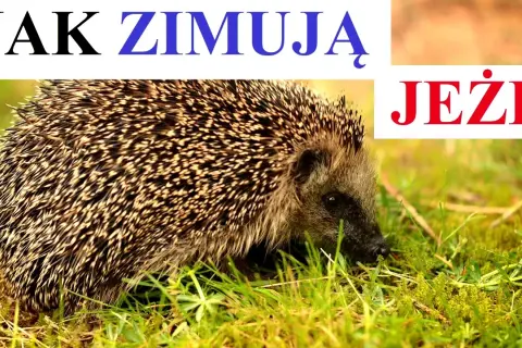 Czy jeże zimują? Odkryj, jak hibernacja wpływa na ich przetrwanie