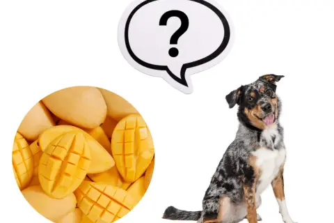 Mango dla psa: czy możesz karmić pupila tym owocem - poradnik opiekuna