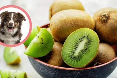 Czy pies może jeść kiwi: Ważne zasady bezpiecznego karmienia pupila