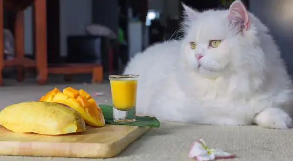 Czy koty mogą jeść mango i co powinieneś wiedzieć o ich diecie?