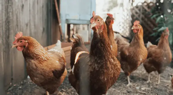 Stado brązowych kur na podwórku. Jedna kura z przodu patrzy w kamerę, inne stoją za nią. Dbamy o ich zdrowie, by uniknąć kokcydiozy.