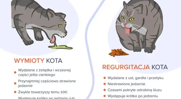 Ilustracja pokazuje dwa koty. Jeden kot ma zielone wymioty, drugi kot zwraca niestrawione jedzenie.