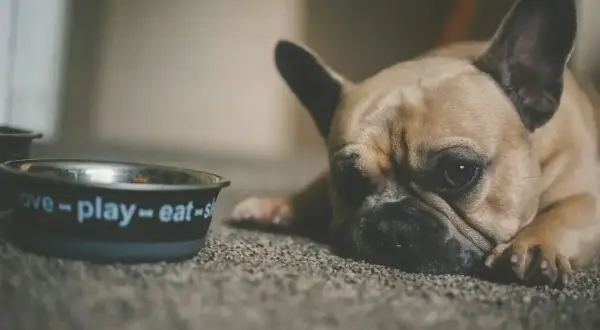 Smutny buldog francuski leży obok miski z napisem "love-play-eat". Może potrzebuje stoperan dla psa, bo jest mu niedobrze?