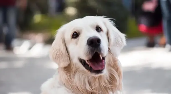 Uśmiechnięty golden retriever, który mógłby być w stanie wstrząsu anafilaktycznego u psa, gdyby nie był tak radosny.