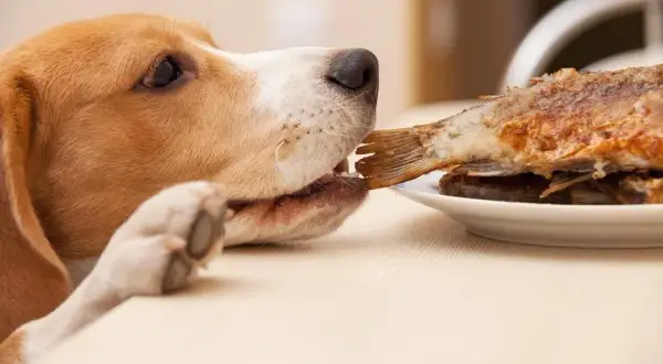 Czy pies może jeść ryby i co powinieneś wiedzieć o ich diecie?
