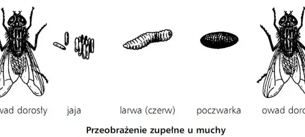 Jak rozmnażają się owady? Zaskakujące metody i strategie rozmnażania