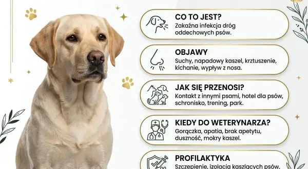 Labrador z objawami kaszlu kenelowego: suchy kaszel, kichanie, gorączka. Informacje o chorobie i profilaktyce.