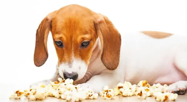 Czy pies może jeść popcorn? Poznaj bezpieczne zasady karmienia pupila