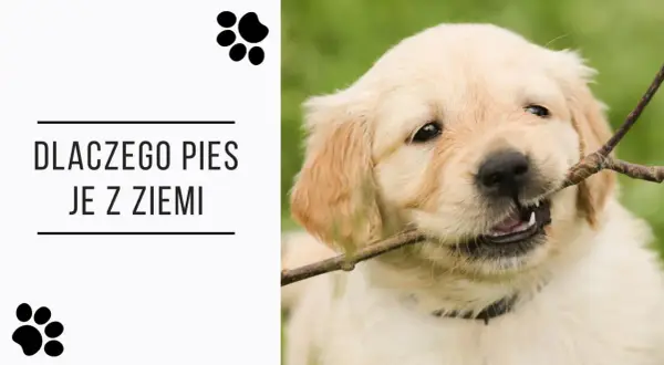 Uroczy szczeniak golden retriever gryzie patyk. Tekst pyta: "Dlaczego pies je z ziemi?".