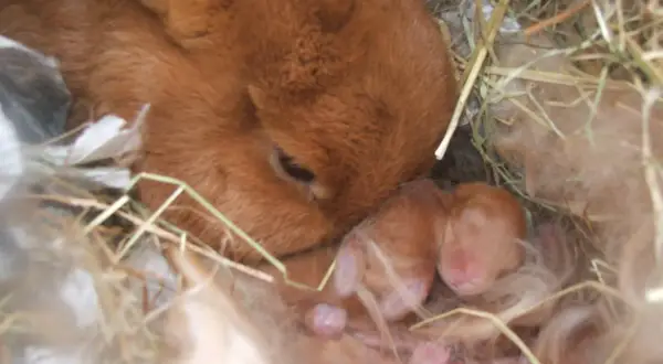 Matka królik czuwa nad swoimi noworodkami. Ciąża u królika trwa ok. 30 dni, a te maluchy są dowodem na to, jak szybko przychodzi na świat nowe życie.