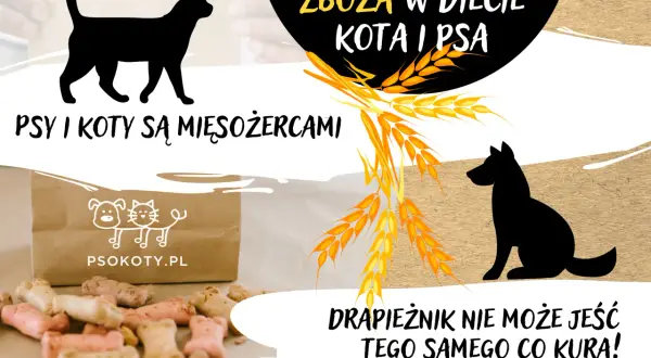 Czy koty mogą jeść zboża? Fakty, które mogą Cię zaskoczyć